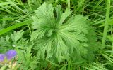 Geranium pratense. Лист с повреждениями. Московская обл., г. о. Подольск, парк усадьбы Ивановское, разреженный широколиственный лес. 23.06.2023.