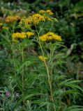 Senecio cannabifolius