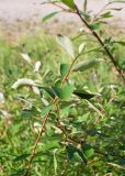 Populus suaveolens. Верхушка побега. Республика Саха (Якутия), Хангаласский улус, левый берег р. Сиинэ (Синяя) выше устья р. Сылбах, граница пойменного луга и темнохвойного леса. 28.07.2023.