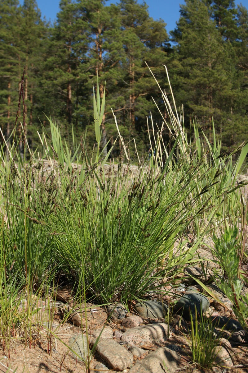 Image of Carex elata specimen.