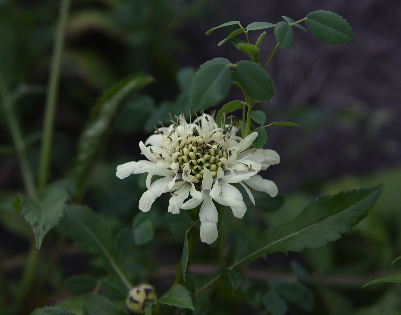 Image of Cephalaria gigantea specimen.