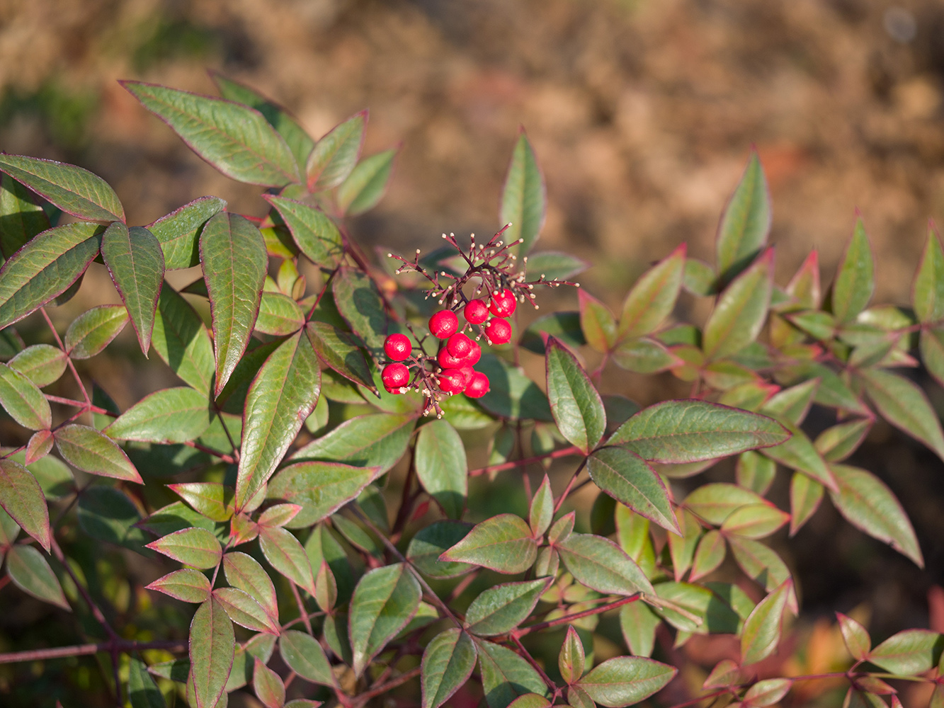 Изображение особи Nandina domestica.