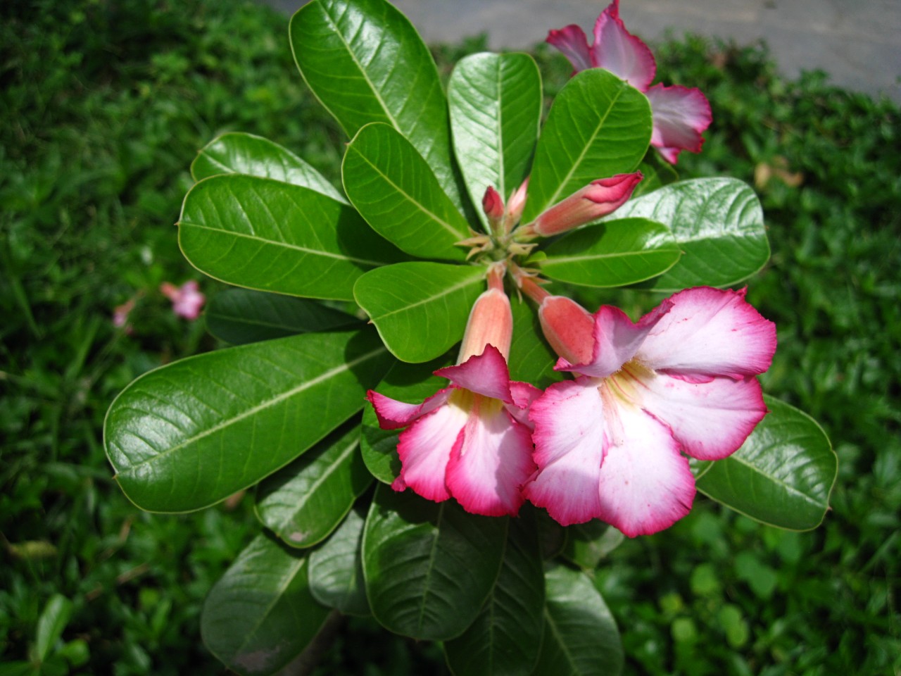 Image of Adenium obesum specimen.