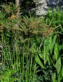 Cyperus involucratus. Цветущие растения. Грузия, Аджария, г. Батуми, в культуре. 17.06.2023.