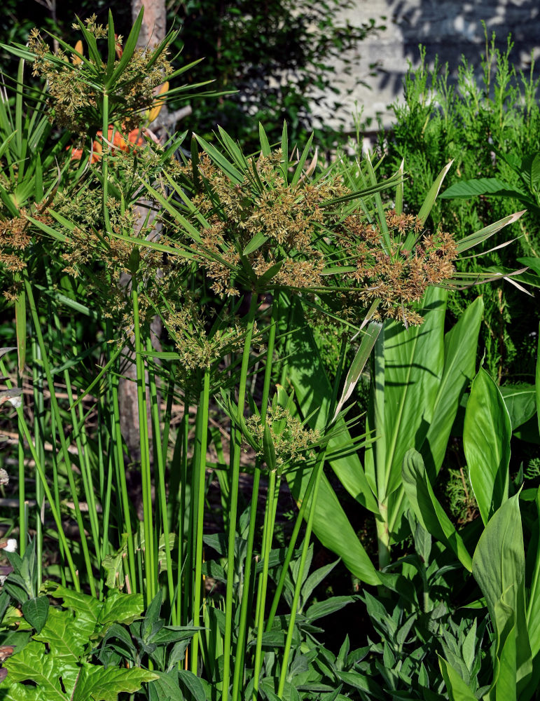 Image of Cyperus involucratus specimen.