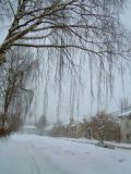 Betula pendula