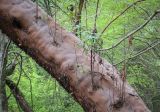 Arbutus andrachne. Часть ствола с отслаивающееся корой. Абхазия, Гагрский р-н, с. Лдзаа, широколиственный лес. 11.04.2024.