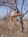 Corylus mandshurica