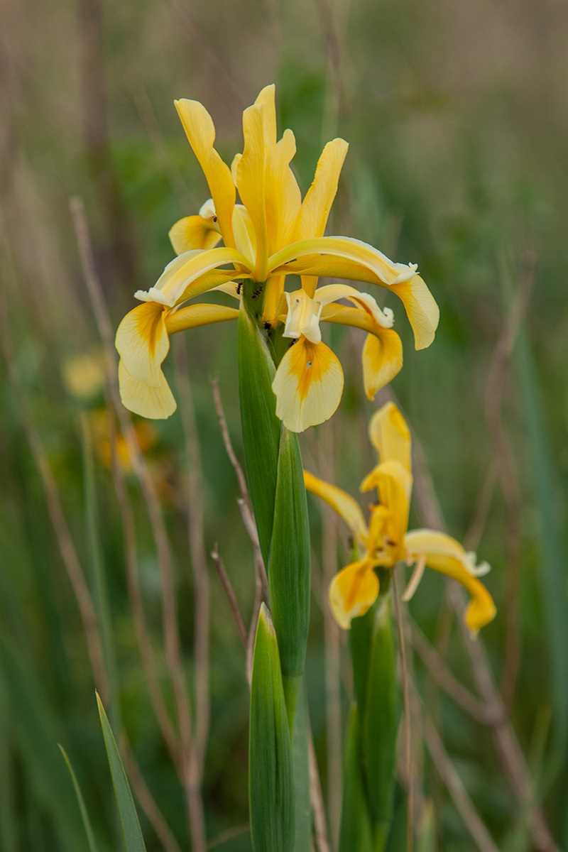 Image of Iris halophila specimen.