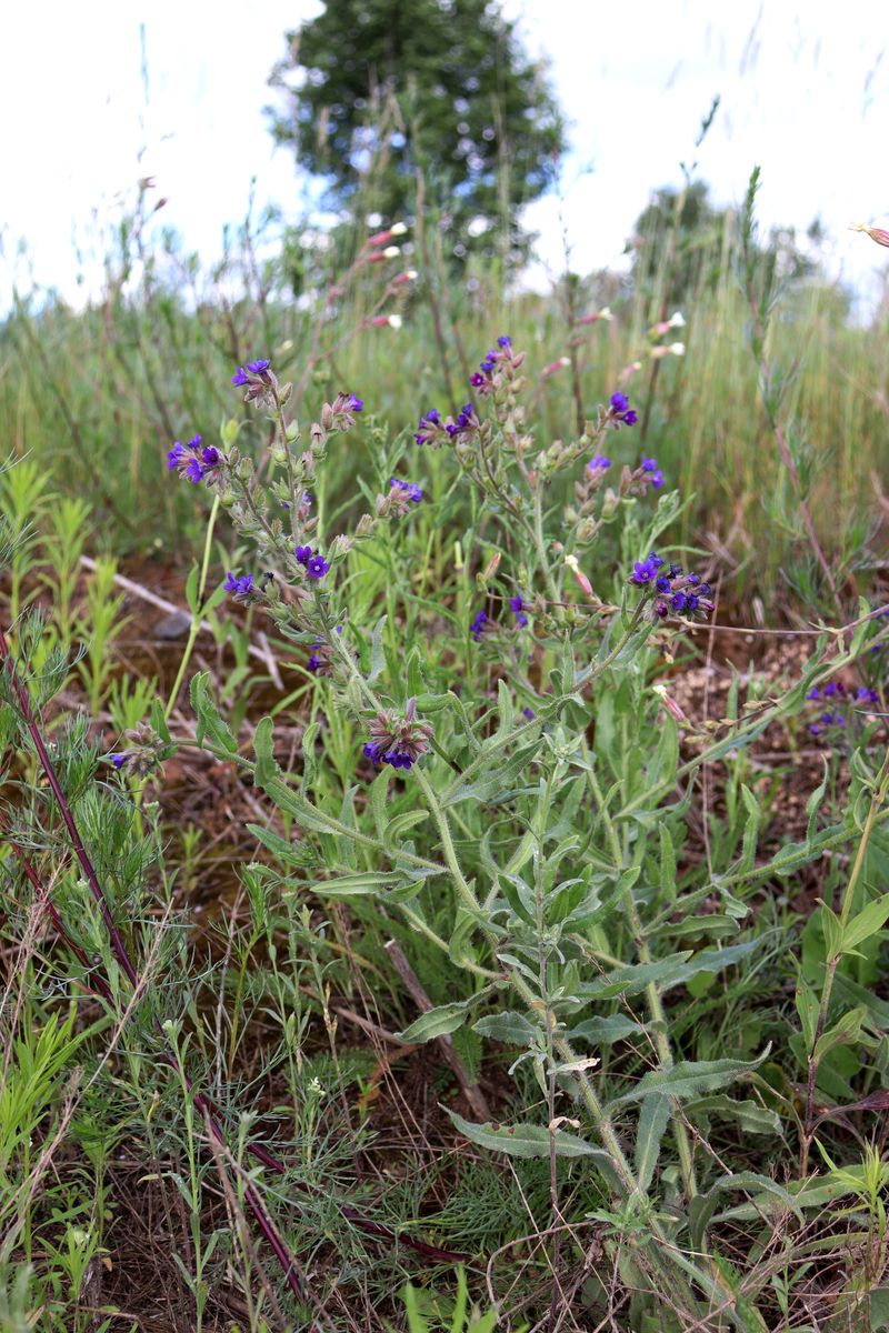 Image of Anchusa officinalis specimen.