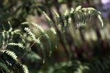 Thelypteris palustris. Верхушка спороносящей вайи. Белоруссия, Витебская обл., Городокский р-н, пос. Езерище, ключевое болото. 22.08.2010.