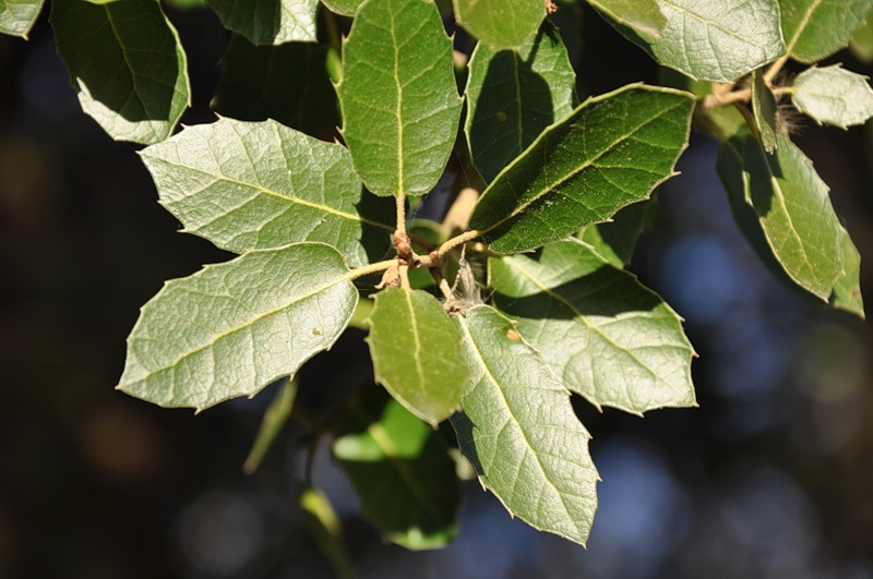 Image of Quercus coccifera specimen.