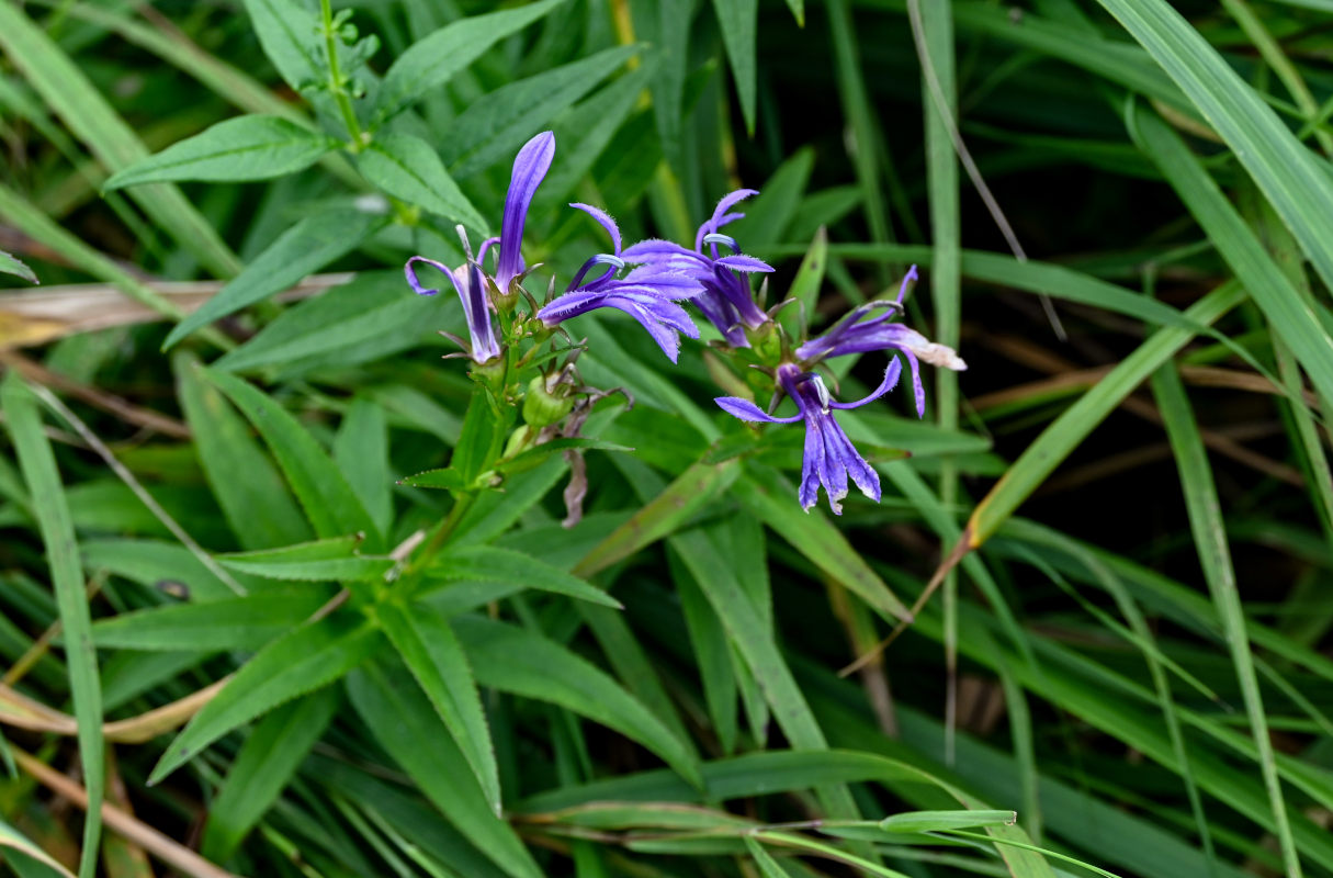 Image of Lobelia sessilifolia specimen.