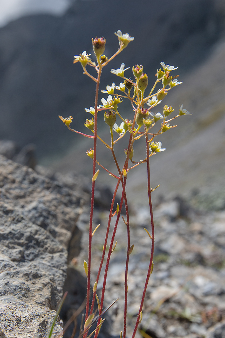 Изображение особи род Saxifraga.