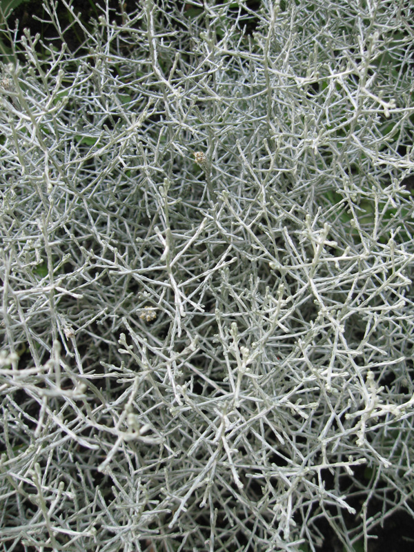 Image of Leucophyta brownii specimen.