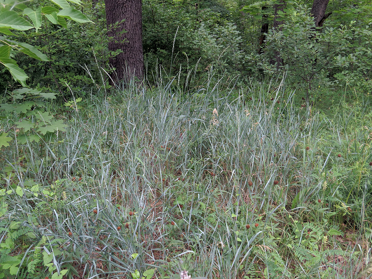 Изображение особи Elytrigia repens.