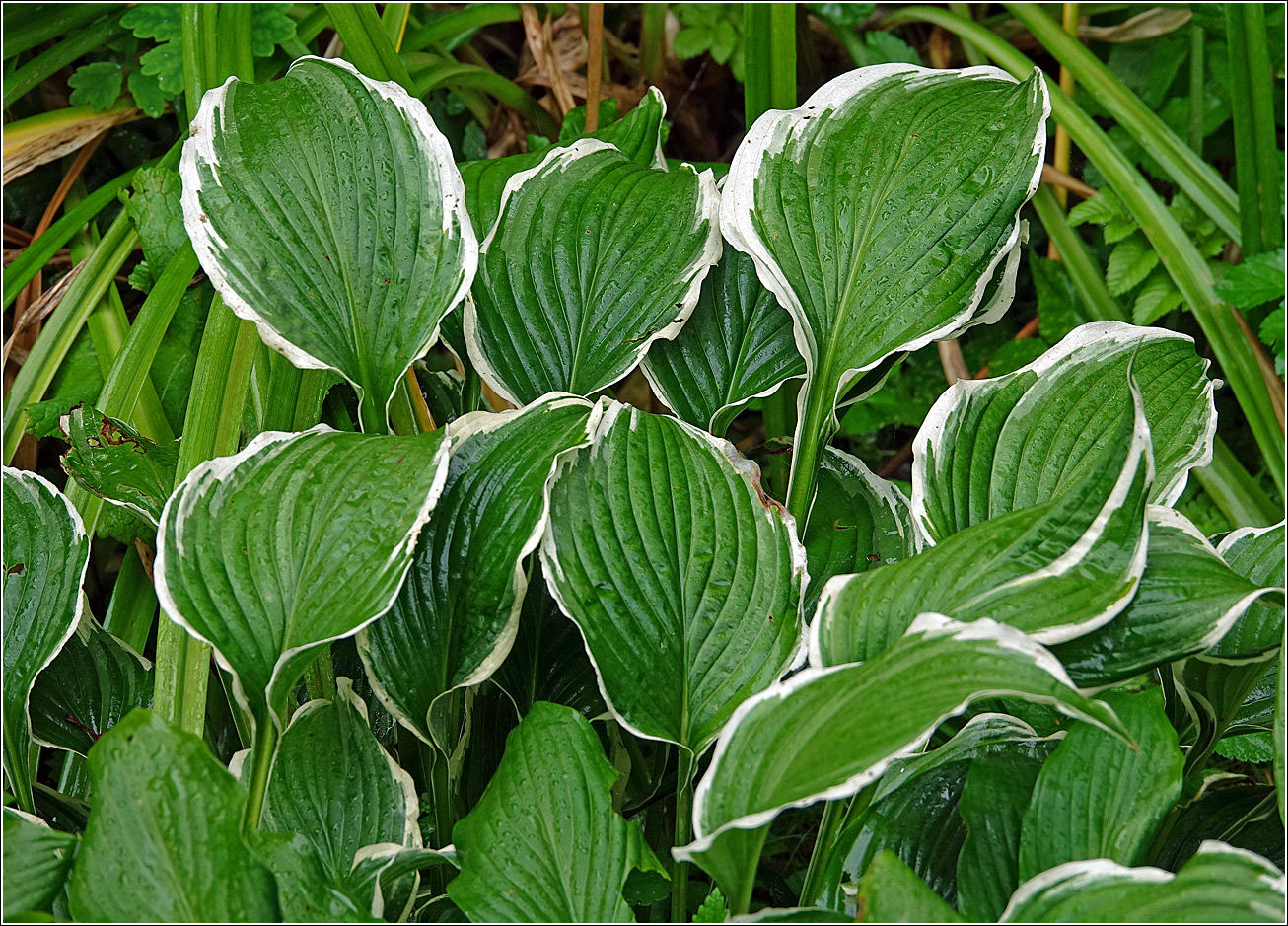 Image of Hosta albomarginata specimen.