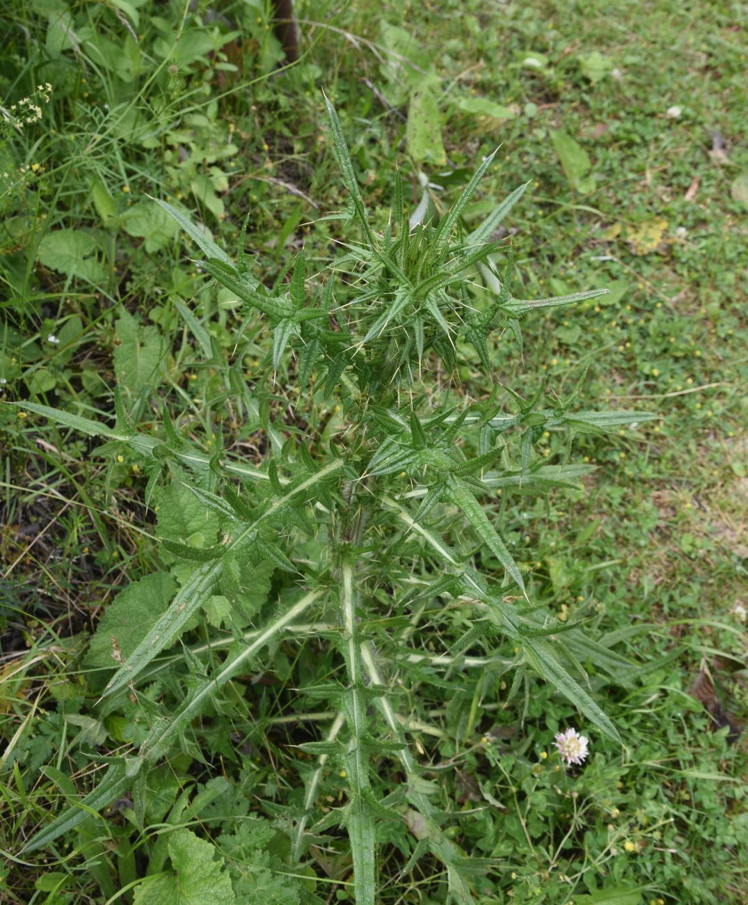 Image of genus Cirsium specimen.