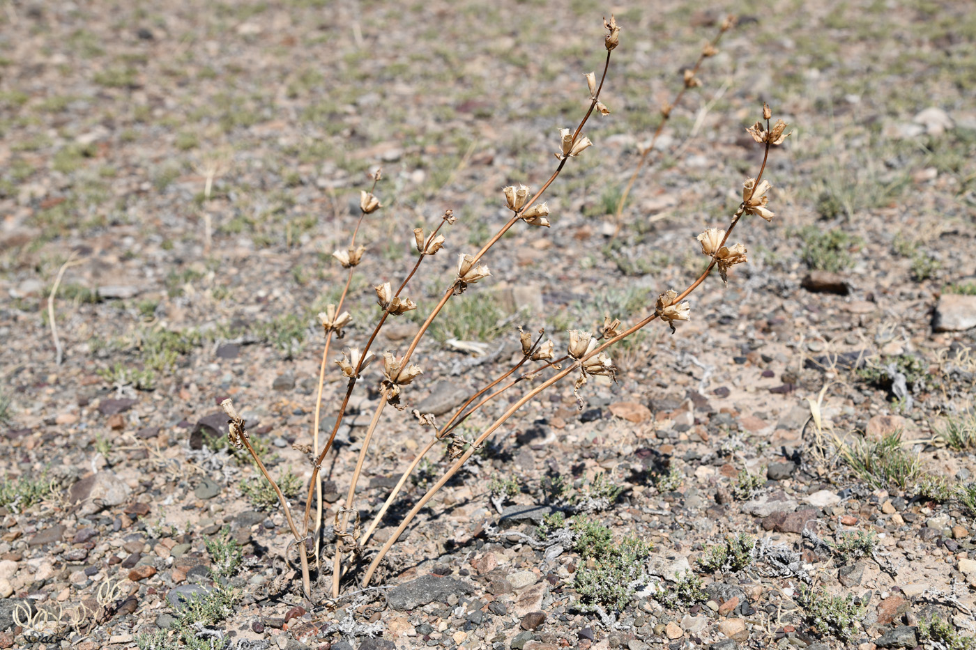 Image of Phlomoides zenaidae specimen.