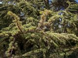 Cedrus libani