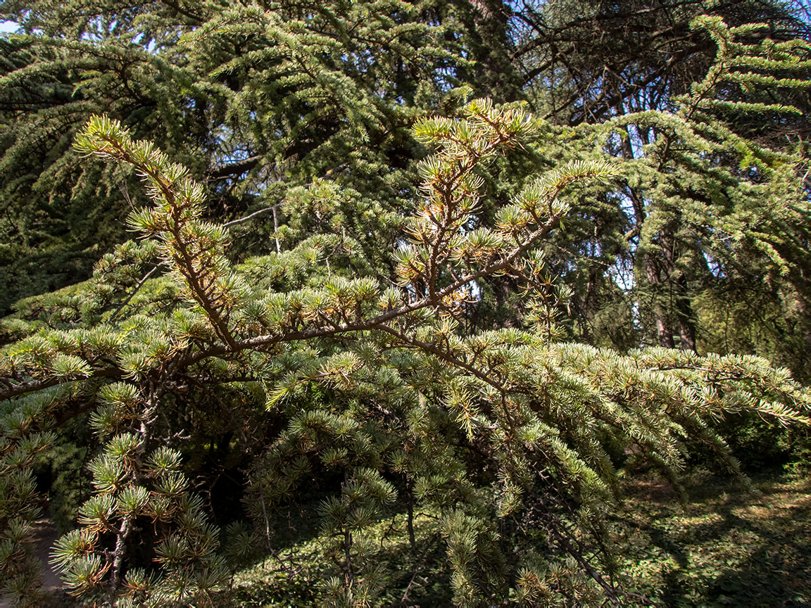 Image of Cedrus libani specimen.