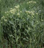 Cardaria draba