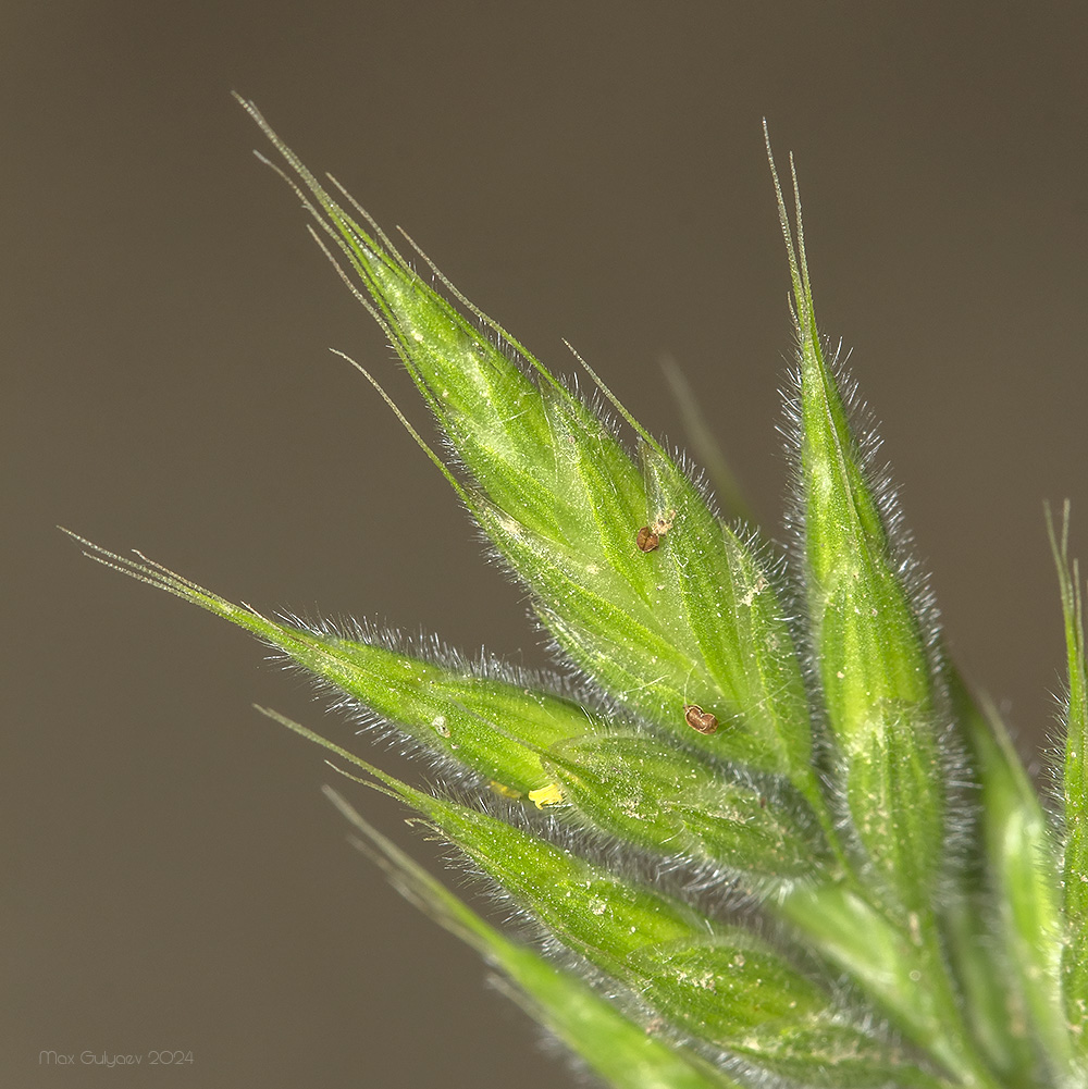 Изображение особи Bromus hordeaceus.