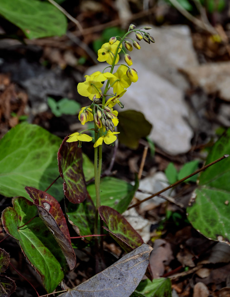 Изображение особи Epimedium colchicum.