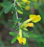 Chamaecytisus ruthenicus