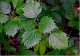 Crataegus submollis. Часть ветви с листьями. Московская обл., Раменский р-н, окр. дер. Хрипань, садовый участок. 30.05.2025.