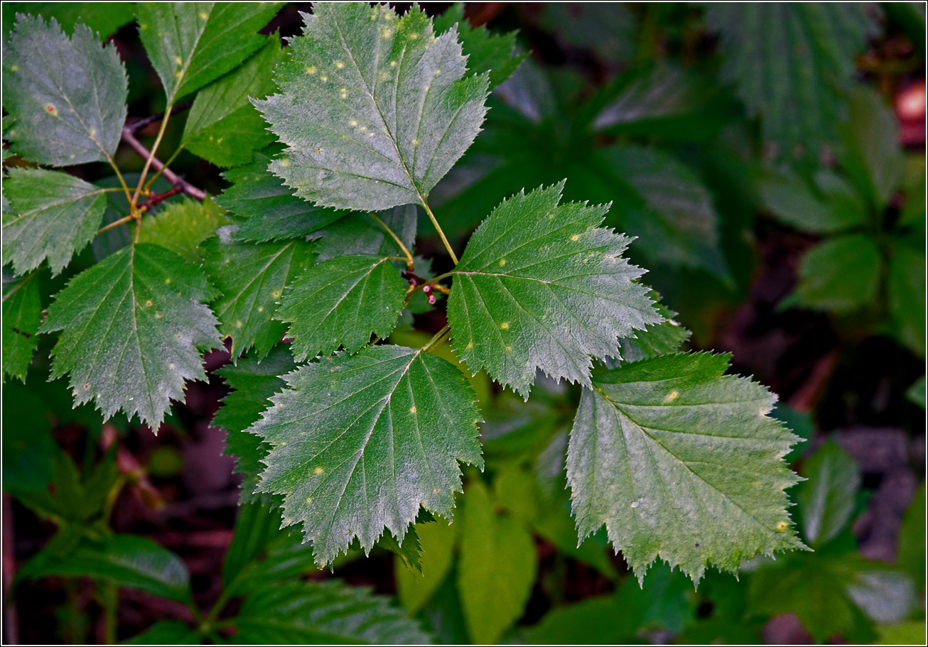Image of Crataegus submollis specimen.