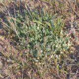 Astragalus sytinii