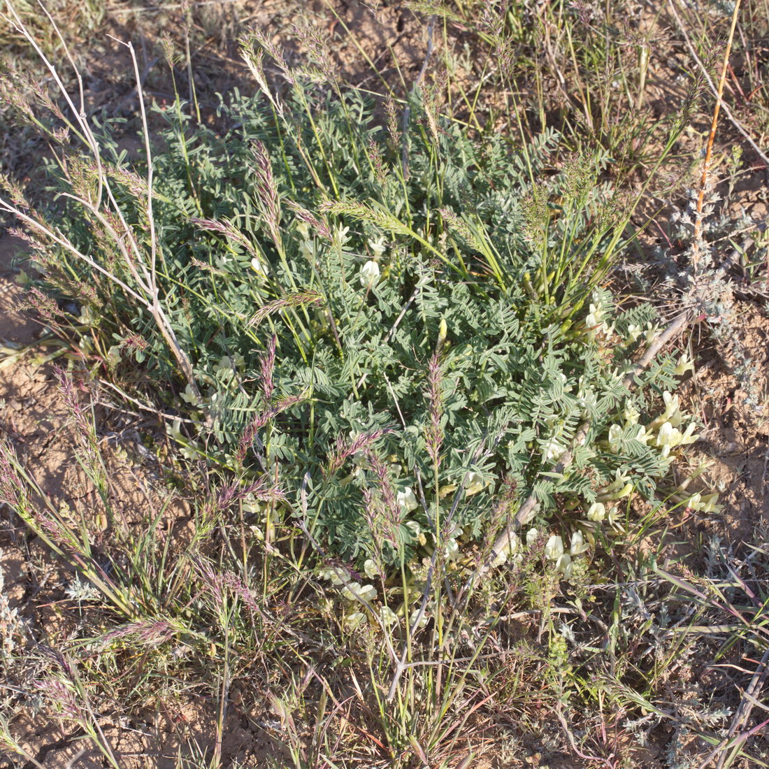 Изображение особи Astragalus sytinii.