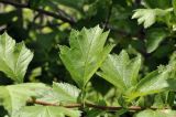 Crataegus maximowiczii
