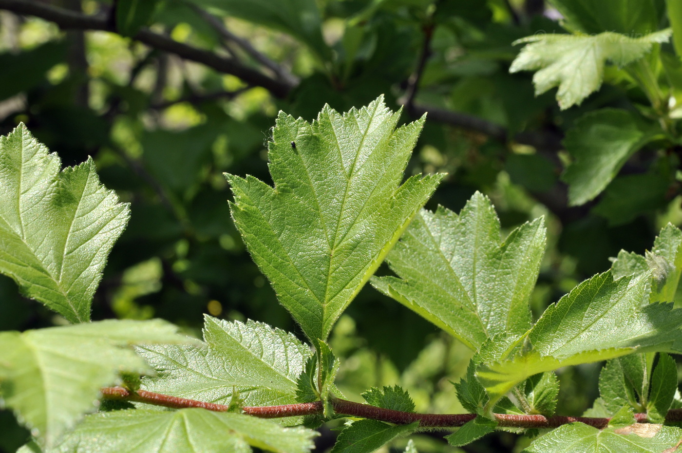 Изображение особи Crataegus maximowiczii.
