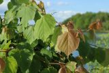 Tilia cordata. Молодой побег молодого растения с притаившимся пауком. Беларусь, Витебская обл., пос. Езерище, дендрарий Езерищеского лесничества, бровка склона к озеру, разнотравно-злаковый луг на глинистой почве. 03.06.2025.