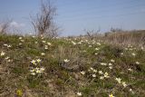 Tulipa biflora