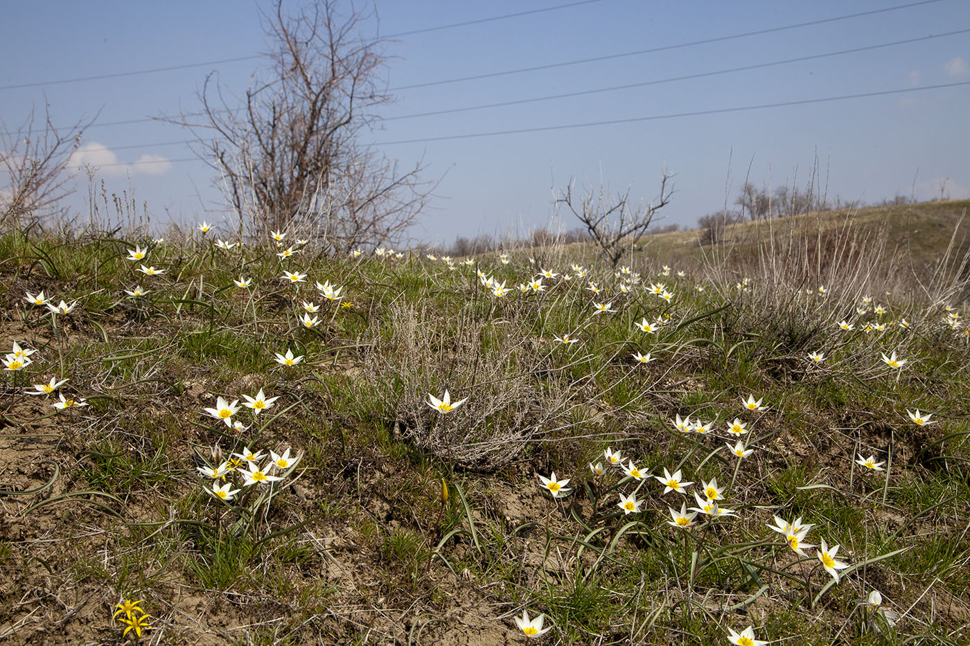 Image of Tulipa biflora specimen.