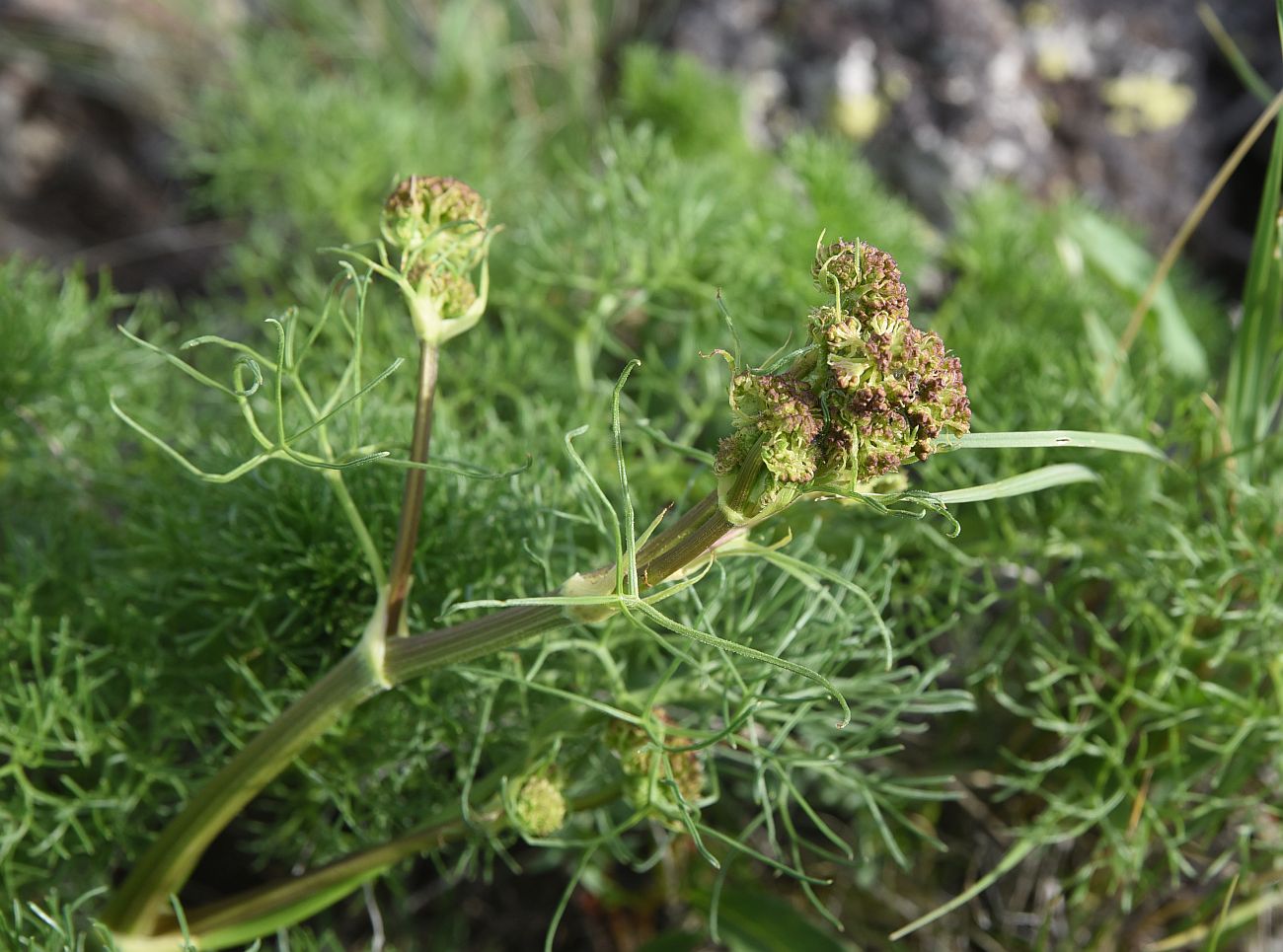 Image of familia Apiaceae specimen.