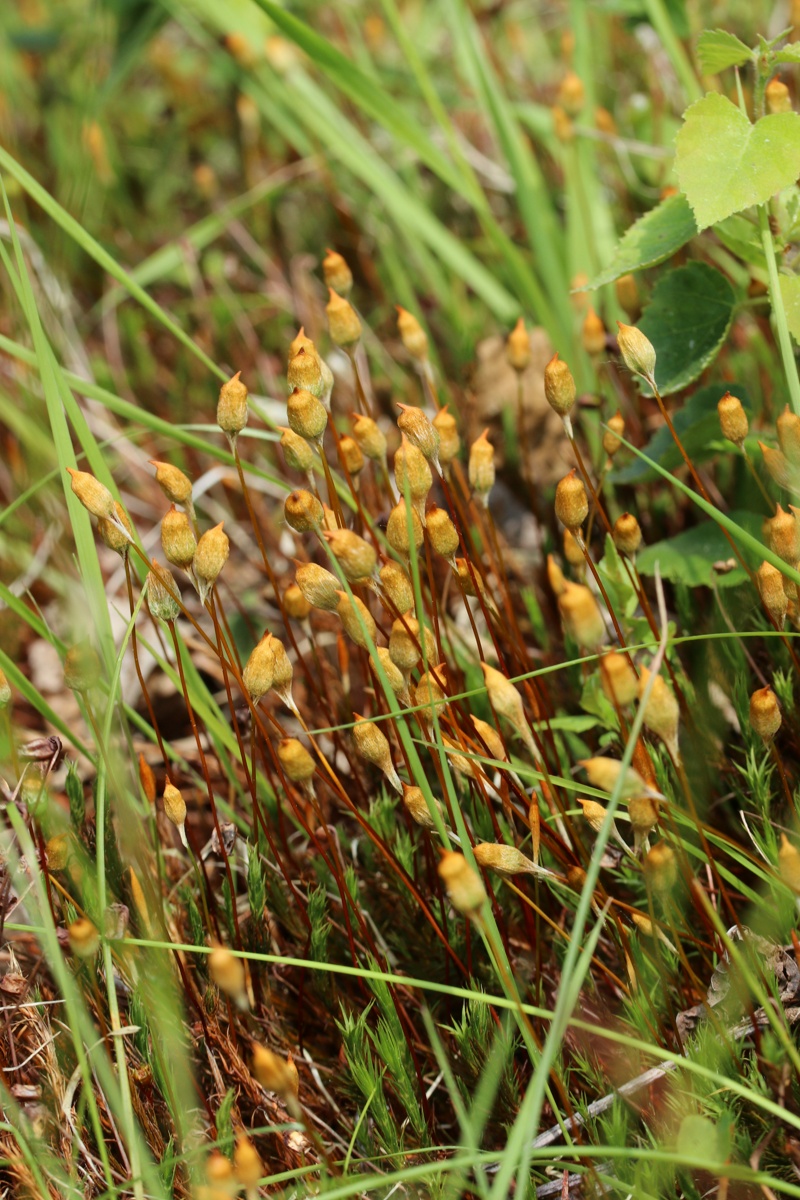 Image of Polytrichum swartzii specimen.