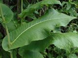 Inula helenium. Части побегов. Хабаровский край, окр. г. Комсомольск-на-Амуре, обочина грунтовой дороги. 02.08.2025.