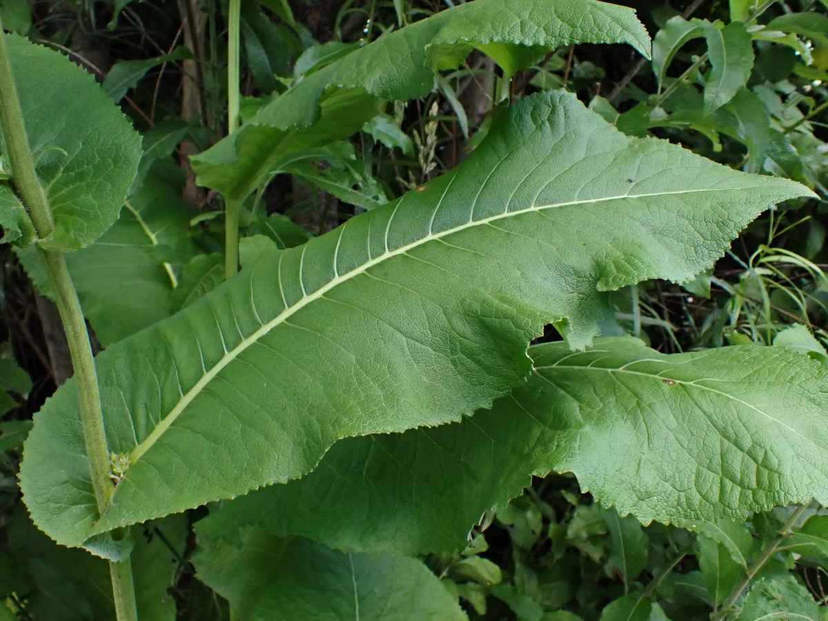 Image of Inula helenium specimen.