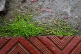 Sagina procumbens. Цветущие растения. Псков, стык тротуарной плитки и отмостки дома. 09.06.2025.
