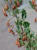 Halimodendron halodendron. Часть веточки с плодами. Казахстан, Жетысуская обл., Панфиловский р-н, отроги Джунгарского Алатау, горы Долонтау, край русла временного водотока. 19 сентября 2025 г.