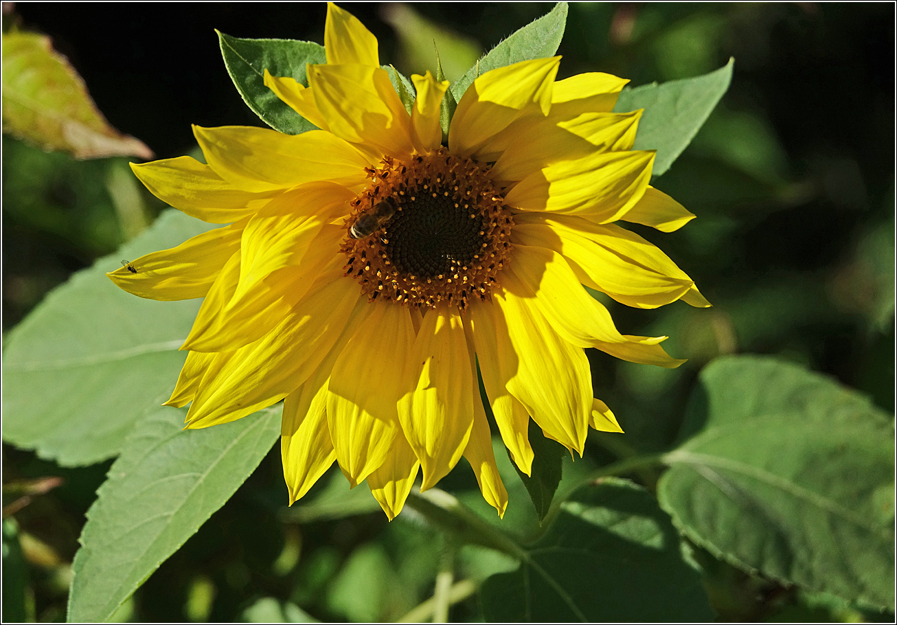 Изображение особи Helianthus annuus.