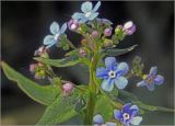 Image of taxon representative. Author is Виталий Гуменюк