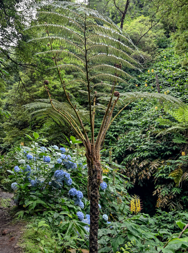 Изображение особи Cyathea cooperi.