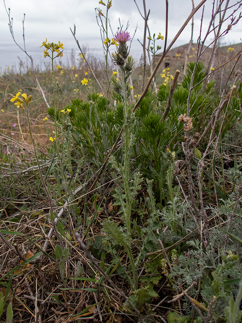 Image of Carduus cinereus specimen.