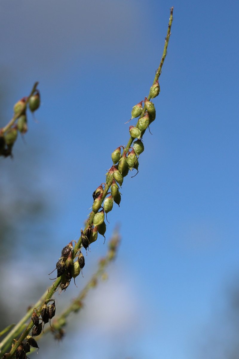 Изображение особи Melilotus albus.