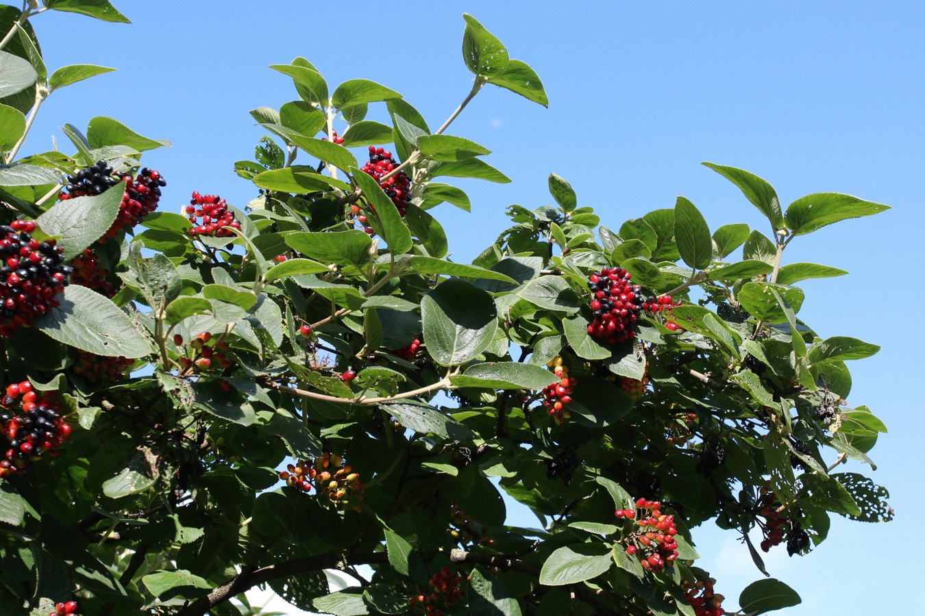 Image of Viburnum lantana specimen.